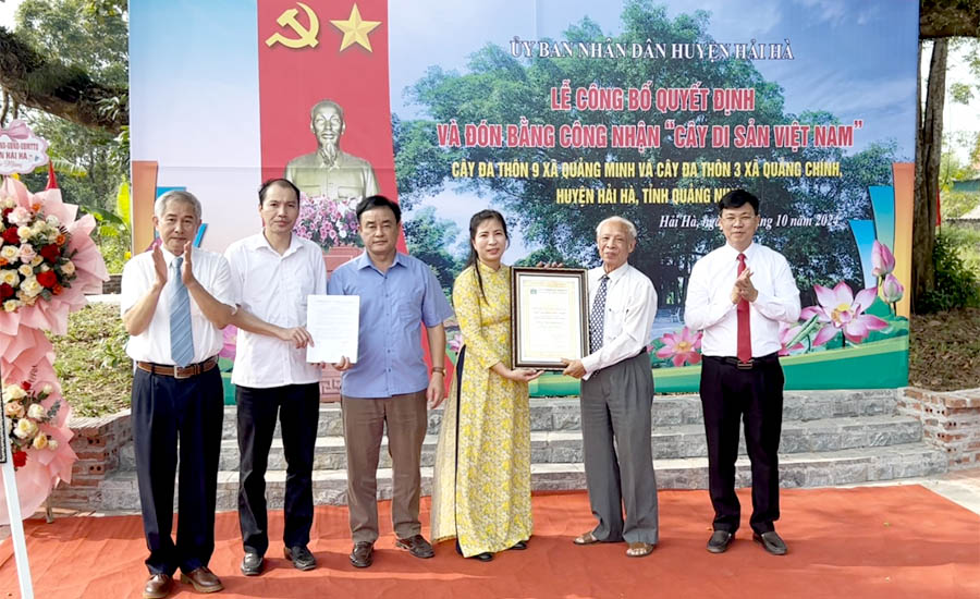 Quảng[-]Ninh:[-]Hai[-]cây[-]đầu[-]tiên[-]của[-]huyện[-]Hải[-]Hà[-]được[-]công[-]nhận[-]Cây[-]Di[-]sản[-]Việt[-]Nam